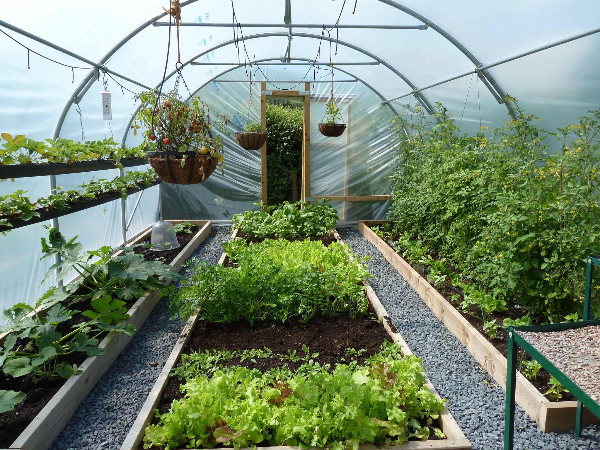 Use of a greenhouse to harbor vegetables
